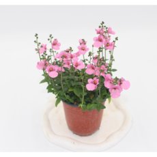 다이시아 소품 야생화 핑크색꽃, 1개