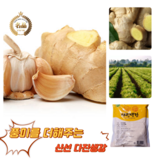 [굿피플] 다진생강 국내산생강 다진생강튜브 국산생강 냉장생강 ginger 생강 [냉장 다진생강], 1박스, 3kg