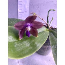 [루반정원] (원종 호접)P.KS Metallic blue x LIoulin BLue Peacock, 1개