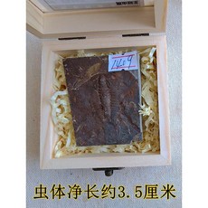 삼엽충 화석 암모나이트 표본 과학 수집품 교구 천연 고생물학 발굴 키트 Trilobite, I. 바이올렛삼엽충