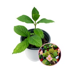 (나라아트)장미수국/꽃/겹꽃/수국/나무/여름꽃/블루장미수국/핑크장미수국, 1개, 장미수국