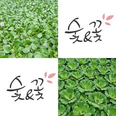 숯앤꽃 부레옥잠 5개 물배추 5개 세트, 3세트