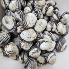 홍지수산 벌교 여자만 새꼬막 대사이즈 선물용 제수용, 1개, 대꼬막1kg