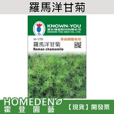 KNOWN-YOU 羅馬洋甘菊種子 家庭園藝栽培, 1包