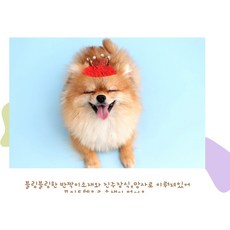 반려동물 생일파티 왕관 보금자리 장식핀 소품