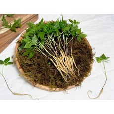 전남 장성 백호농장 50뿌리 100뿌리 새싹삼 새싹인삼 <1 미니> <1.5 소> <2 중>, 1g, 100개