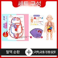 혈액 순환 모델 생물학적 실험 장비 교육 인체 해부학 심혈관 정맥 동맥, 혈액 순환 + 과학 및 교육 인체 모델