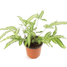 갑조네 푸테리스(소품) 실내 공기정화 관엽식물, 1개