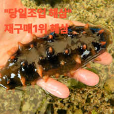 당일조업 수량한정 해삼 프리미엄 명품, 1박스, 500g