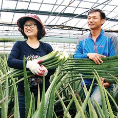 김미정 웰빙알로에 친환경유기농 생 알로에 중품 베라 3kg, 1박스
