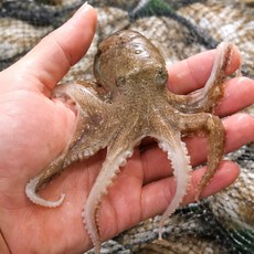 국내산 생물 알쭈꾸미 알배기 급냉 쭈꾸미 암수혼합, 1개, 급냉 쭈꾸미 (7-15미 내외)