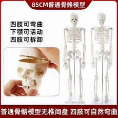인체 모형 척추 해골 해부학 전신 골격 모형도 뼈모형 인체뼈, 85cm 디스크 없는 뼈