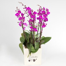 만천홍MTFF048, 서울특별시／광역시／경기도, 베이직, 필요없음