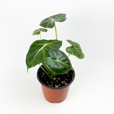 글라스가든 알로카시아 프라이덱 런던아이 소품 수경재배 수중 실내공기정화 키우기 쉬운 식물 키우기, 4개