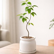 [ON디자인] 도기 우유병 화분 3호 12x12cm 식물화분