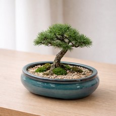 세린 폼 시리즈 다육이 분재 화분 20x7cm 타원형 대, 1개, 상세페이지 참조