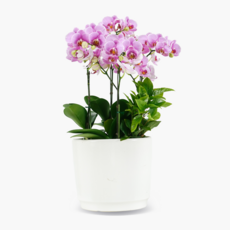 (이벤트상품)꽃파는총각 서양란 핑크호접(보배), 1개