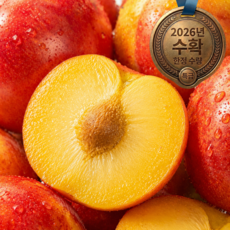 [특가세일] 2026 하우스자두 새콤과즙 특품 신선도보장, 1세트, 중소과 500g 15-20과 맛보기추천