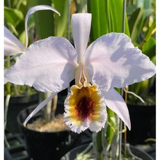 [루반정원] (원종 카틀레야) C. percivallana coerulea 'Ondine'x self, 1개