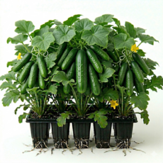 미니오이 모종 키우기, 5개