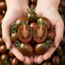 손으로 직접 길러낸 흑대추방울토마토 GAP인증, 1박스, 500g