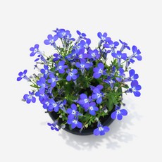 마이플랜트 로벨리아 소형 꽃모종 야생화, 1개, 블루 스플래쉬