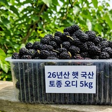 26년 국산 햇 토종오디 명품 고창오디, 1개, 5kg
