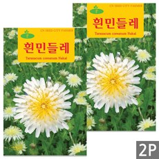 세인화분 흰색 민들레 100립 - 꽃씨 꽃씨앗 씨 씨앗, 2개