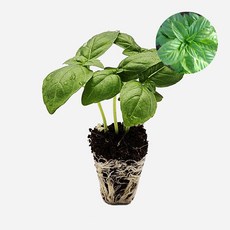 마이플랜트 제노베제 바질 모종, 6개