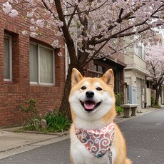 크레이티브펫 당초무늬스카프_벚꽃색(중), 1개