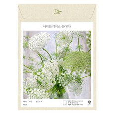 아미초 레이스플라워 씨앗 30립 (유아그린/A0401), 1개