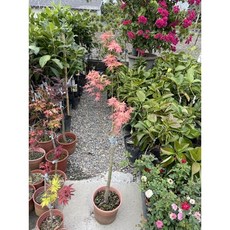 霏霏園藝 日本楓樹 泰勒楓樹 紅楓 盆栽, 1個, 泰勒1000元8吋