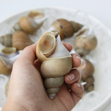 국내산 백고동 냉동 백골뱅이 자연산, 1개, 급냉 소 1kg