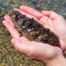 산지직송 통영 생물 활 해삼, 1개, 500g