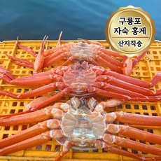 당일조업 구룡포 자숙 연지홍게 가성비 홍게, 1개, 3kg