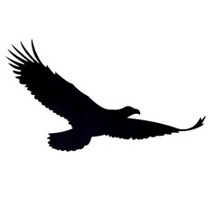 조류 퇴치 스티커 충돌방지 독수리 에어컨 실외기 유리 창문 비둘기퇴치, B형 소(18x37cm), 1개