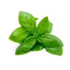 쉐프의정원 스위트 바질, 1개, 500g