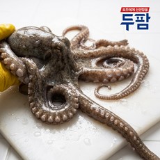 매일입고 살아있는 싱싱한 산낙지, 1개, 문어낙지(특대) 5마리