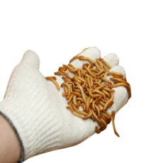 청년밀웜 살아있는 국내산 밀웜 20% 추가증정!, 1g, 1개, 소 200마리+20%