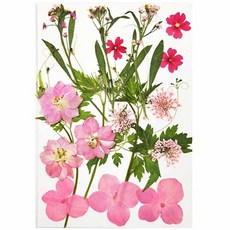 베이비핑크 드라이플라워 압화 꽃잎 종합 DIY 공예 인테리어 체험 단풍마켓