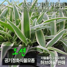 [허브여울모종] 오션모종 (나비난/모기퇴치/미세먼지제거) 실내공기정화식물 모종, 7개