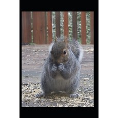 (영문도서) When You Give a Squirrel Caffeine Paperback, Independently Published, English, 9798312343663