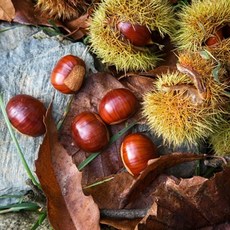 왕밤나무접목1년생 포르단 묘목 자가수정 정원과일나무 노지월동 유실수 (같이가치농원), 1개, 단일