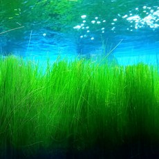 [미초 신상] 달팽이없는 헤어그라스 몬테비넨시스 (10뿌리) / 후경수초 / 초보자 수초 / 어항 수초, 10개