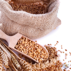 [정성든]호라산밀 4kg 터키산 고대곡물 햇곡 이집트쌀 잡곡 슈퍼푸드, 1개