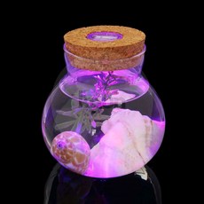 [강군마트] 마리모 키우기 LED 코르크 유리병 미니어항