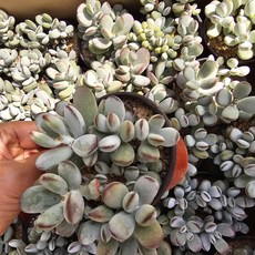 [해뜰다육] 방울복랑(3-) 다육식물 선인장, 1개