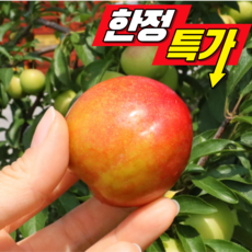 [한정특가] 재구매율1위 새콤달콤 햇자두 하우스자두, 1박스, 소과 300g 1팩
