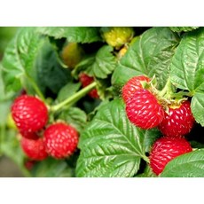 국산 100% 산딸기(급냉) 흑산딸기 1kg 산지직송 냉동 산딸기 제철과일, 산딸기(냉동) 1kg, 1개