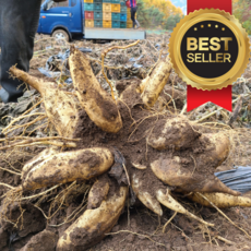 [평창고랭지] 국내산 숙성완료 햇야콘 5kg 10kg, 1박스, 특 5kg(추천)